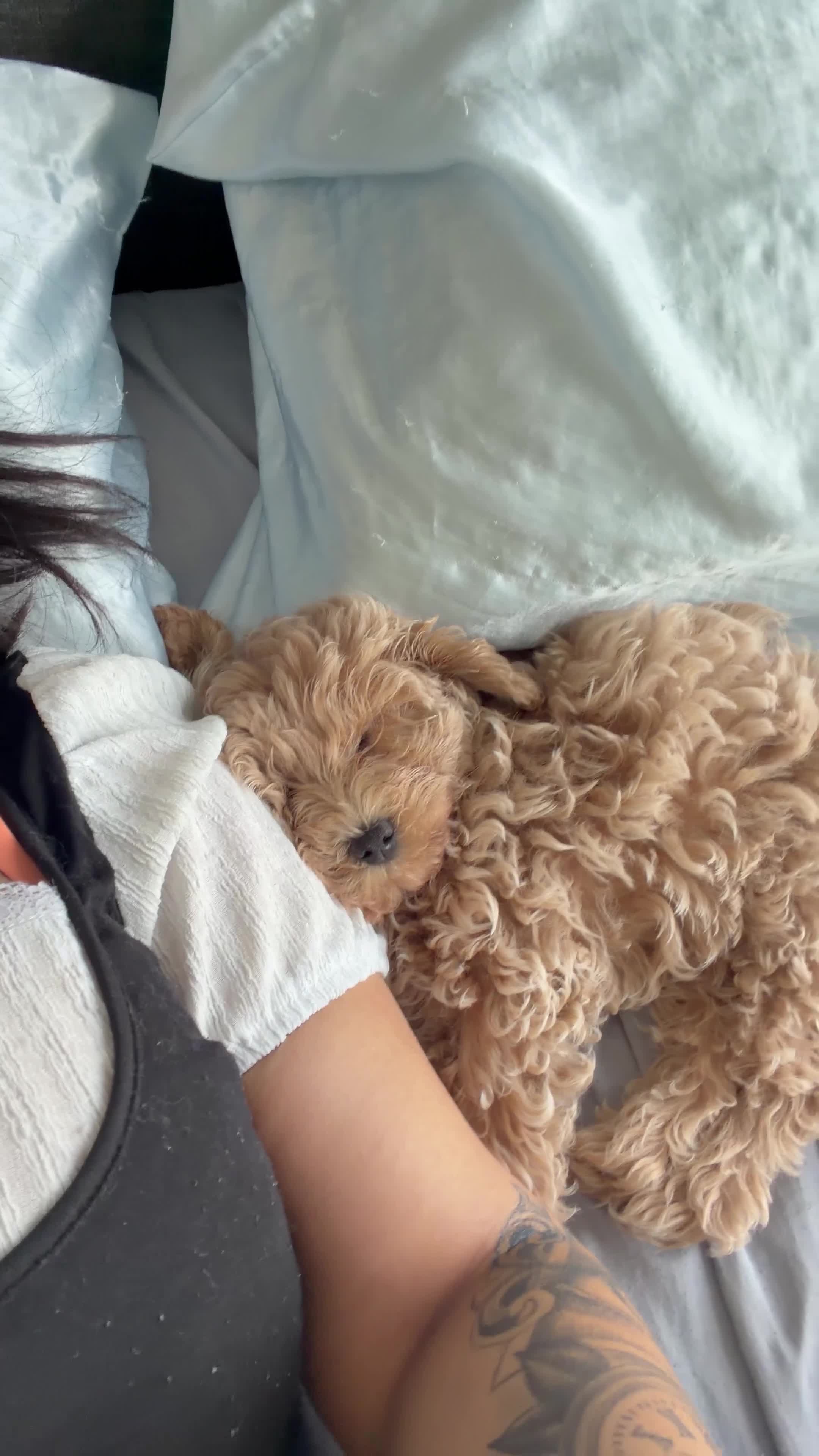 Mixed Breed dogs for sale: Female - Video 2