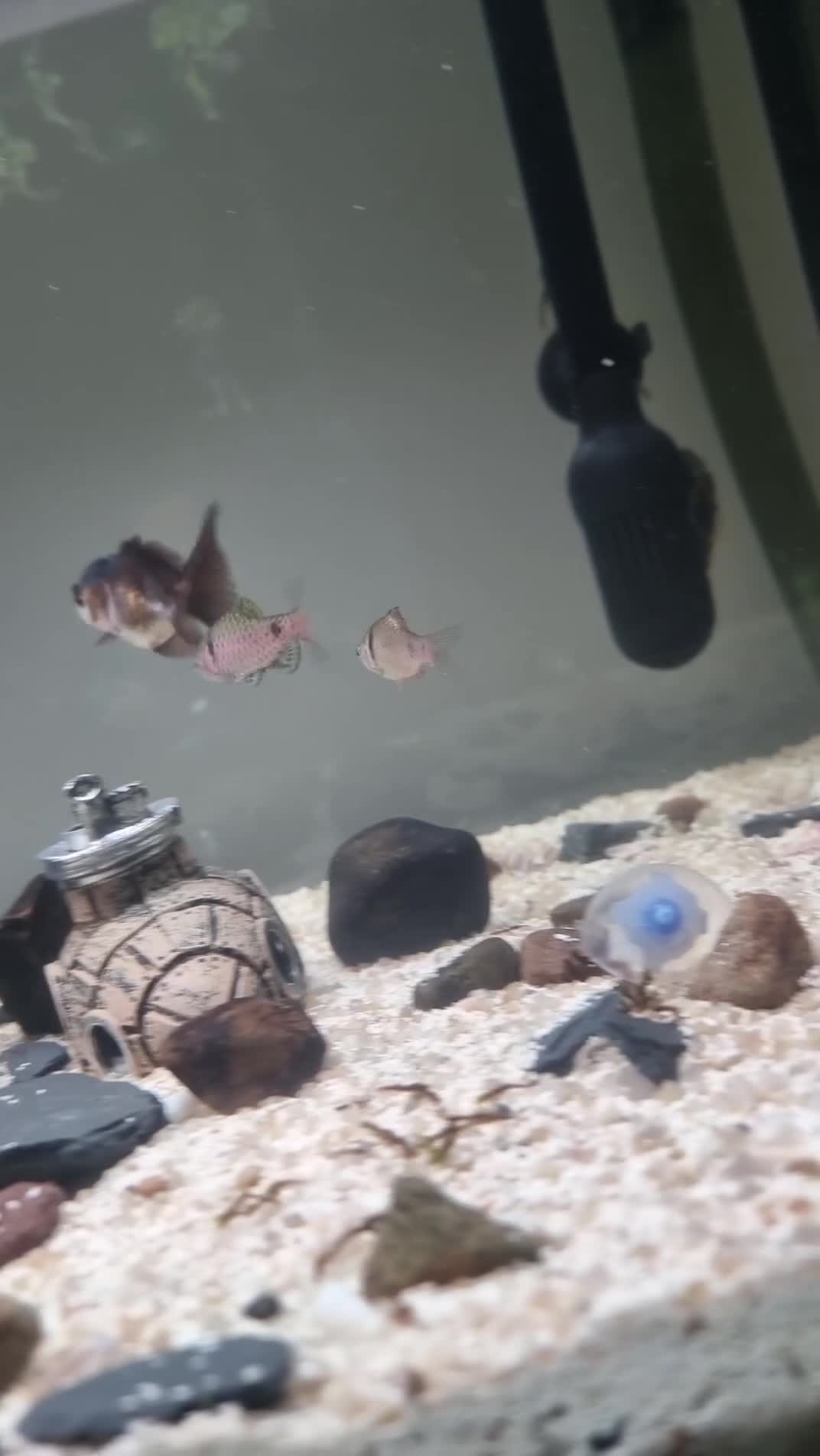 Barbs fish for sale: Fish tanka with evrthing for seal  - Video 1