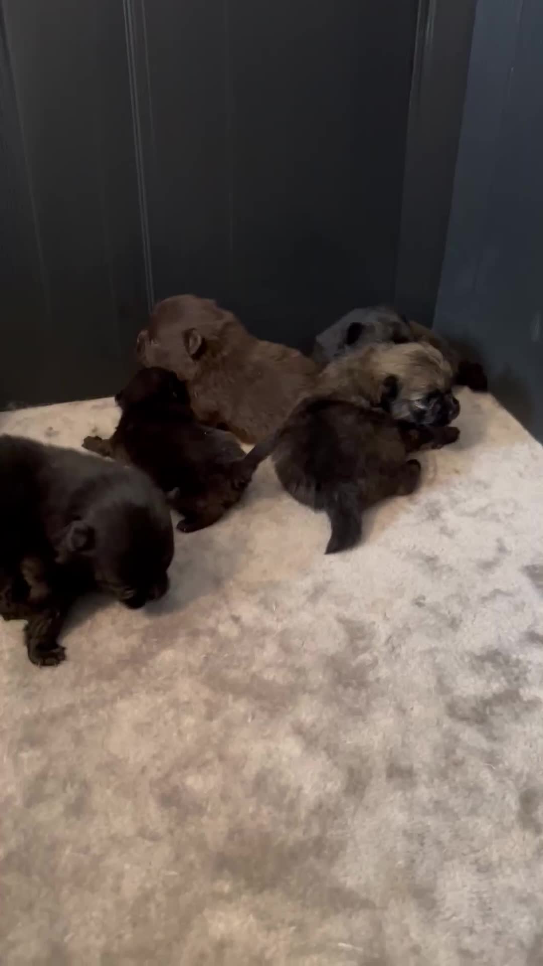 Pomeranian dogs for sale: *Reduced Full Pomeranians 6 puppies* - Video 2