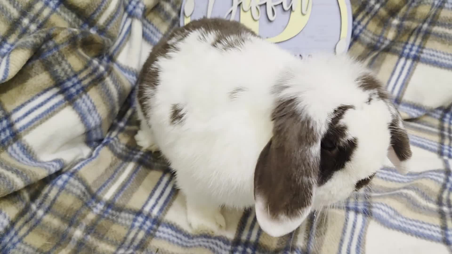 Mini Lop rabbits for sale: Mini lop doe - Video 1