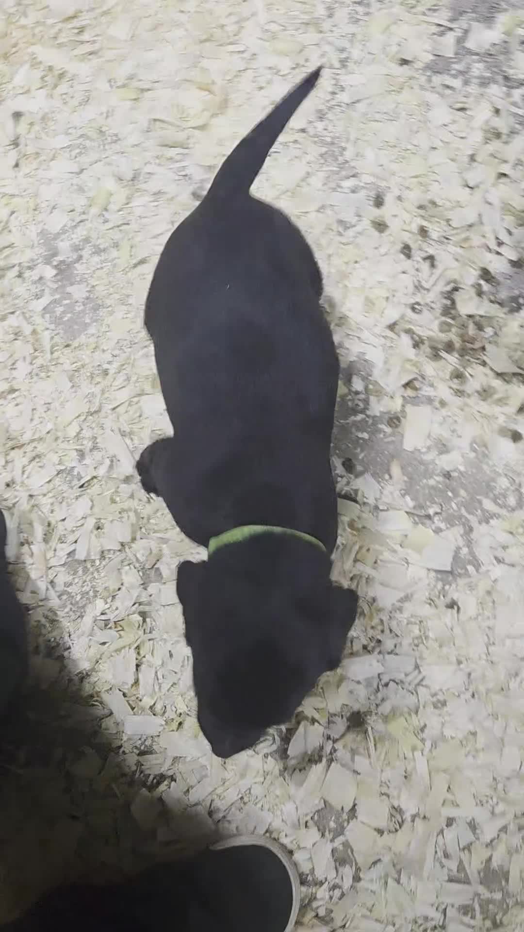 Labrador Retriever dogs for sale: Kc labrador puppies  - Video 2