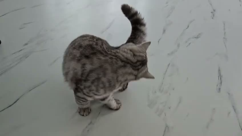 British Shorthair cats for sale: British shorthair champion GCCF registered  - Video 1