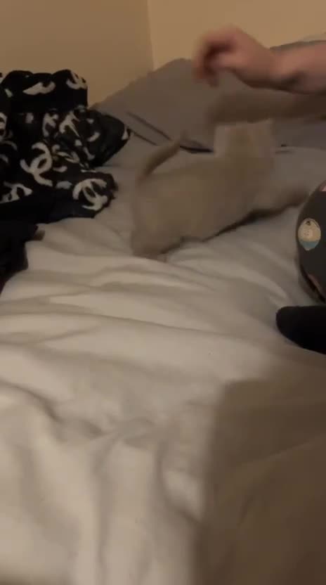 British Shorthair cats for sale: BRITISH SHORTHAIR LILAC BOY 🩵🐾 - Video 2