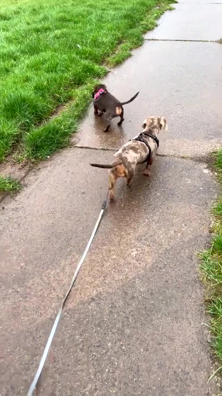 Dachshund dogs for sale: Dachshund  - Video 1