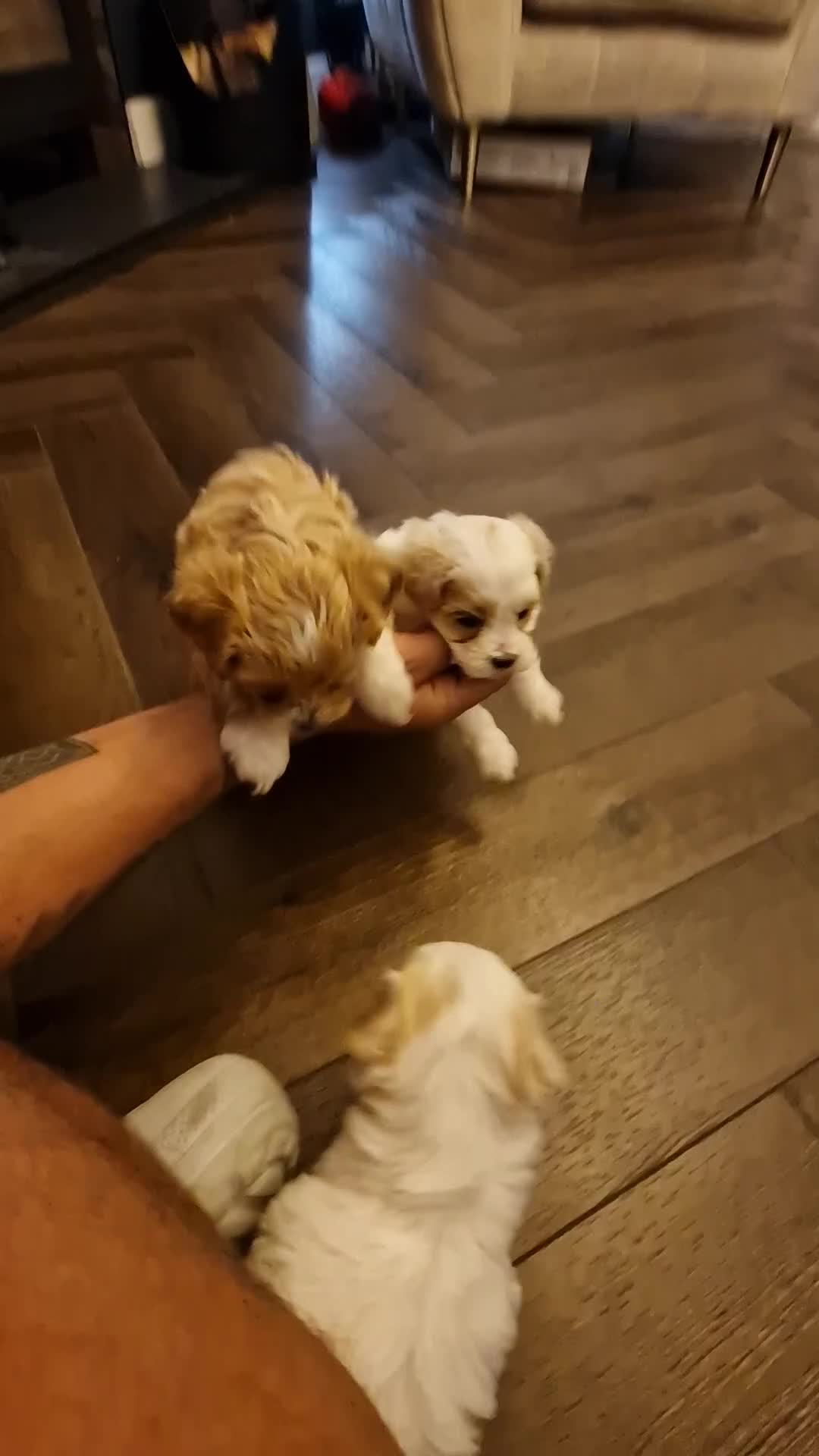 Maltipoo dogs for sale: Minnies maltipoos  - Video 2