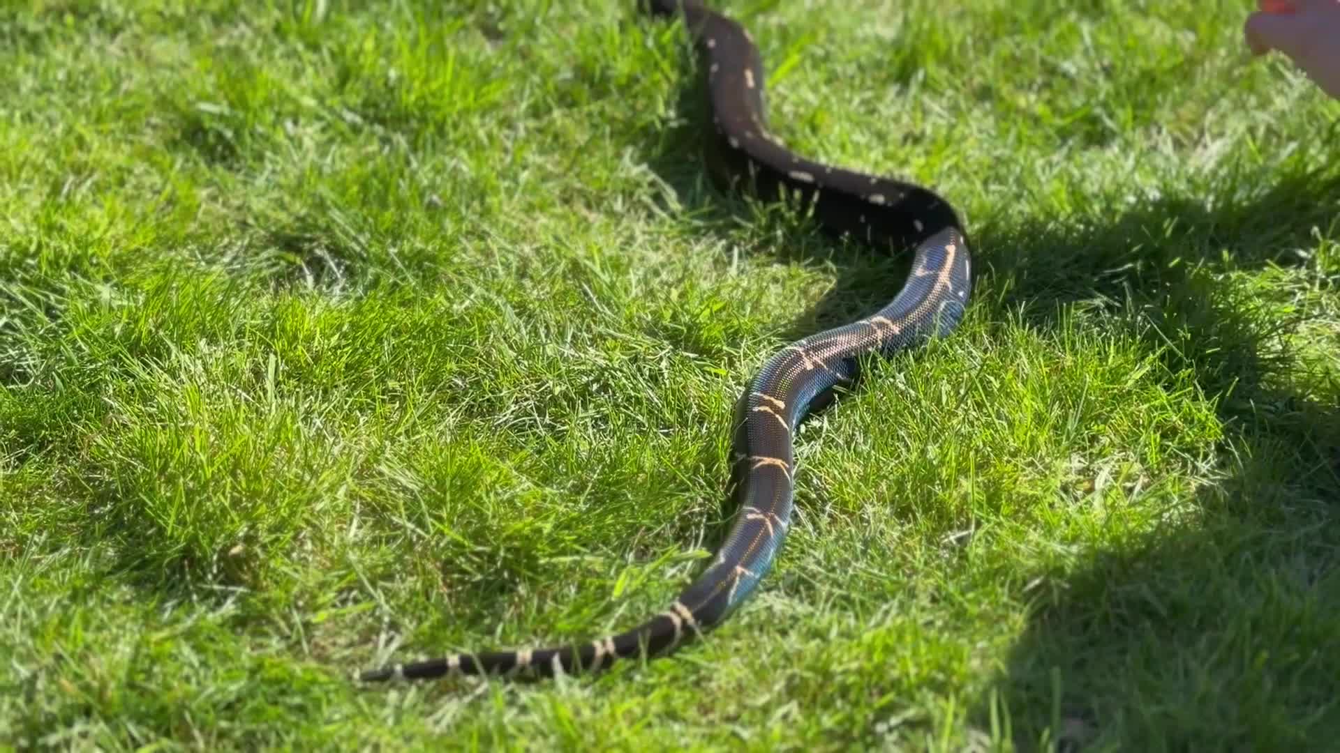 Boa Snake reptiles for sale: Boa img arab  - Video 1