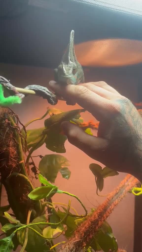 Chameleon reptiles for sale: Veiled Chameleon and full set up in Rochester - Video 1