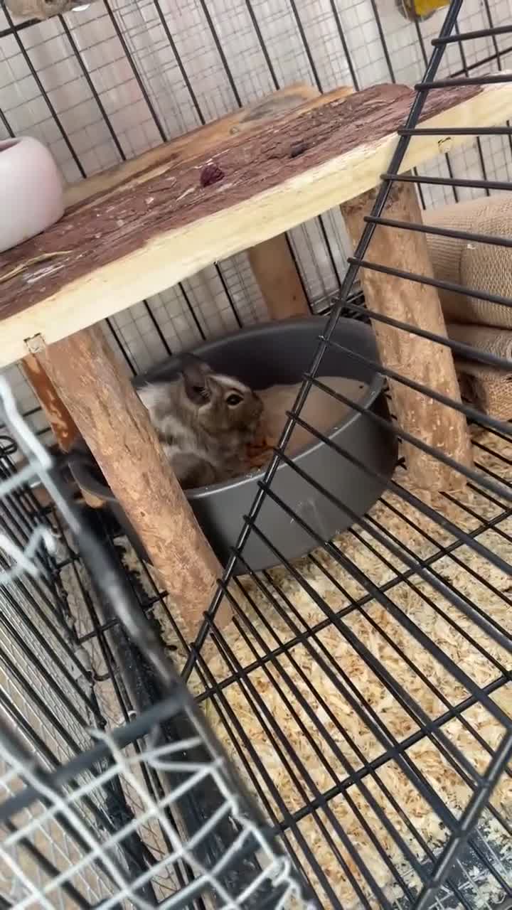 Degus rodents for sale: Female Degu for sale!!! - Video 1