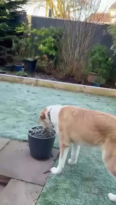 Mixed Breed dogs for sale: 💚 Lovely Lisa 💚 - Video 3