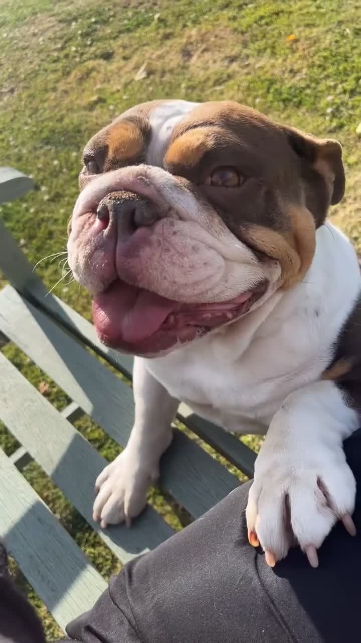 English Bulldog dogs for sale: English bulldog - Video 2