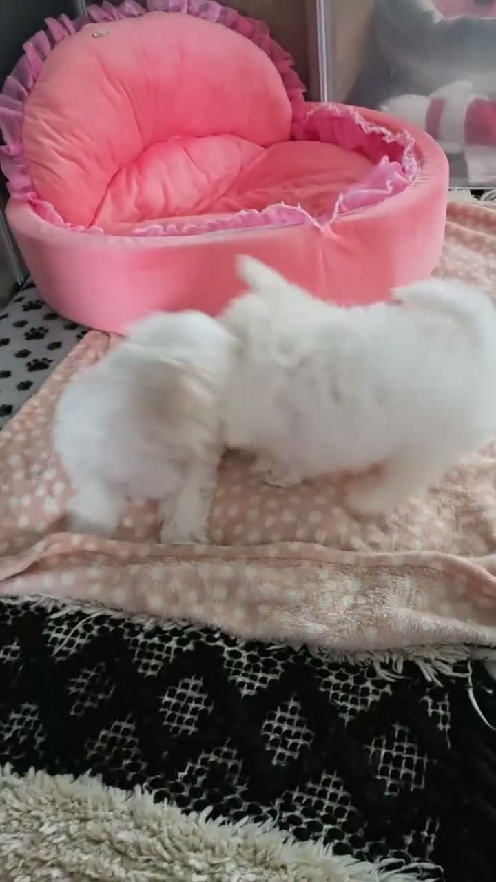 Maltese dogs for sale: 🐶Exceptional Maltese Puppies–ONLY 2 BOYS LEFT  - Video 1