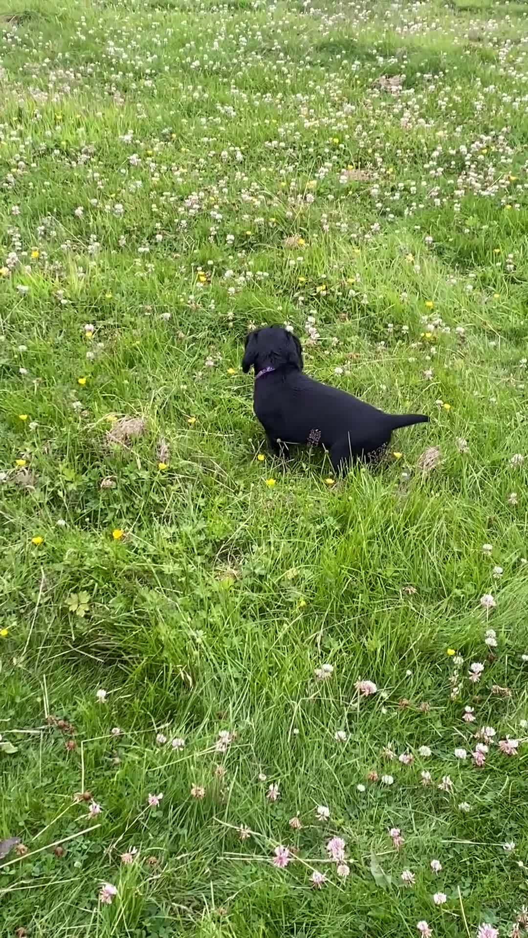Cocker Spaniel dogs for sale: 2 boys ready now  - Video 2