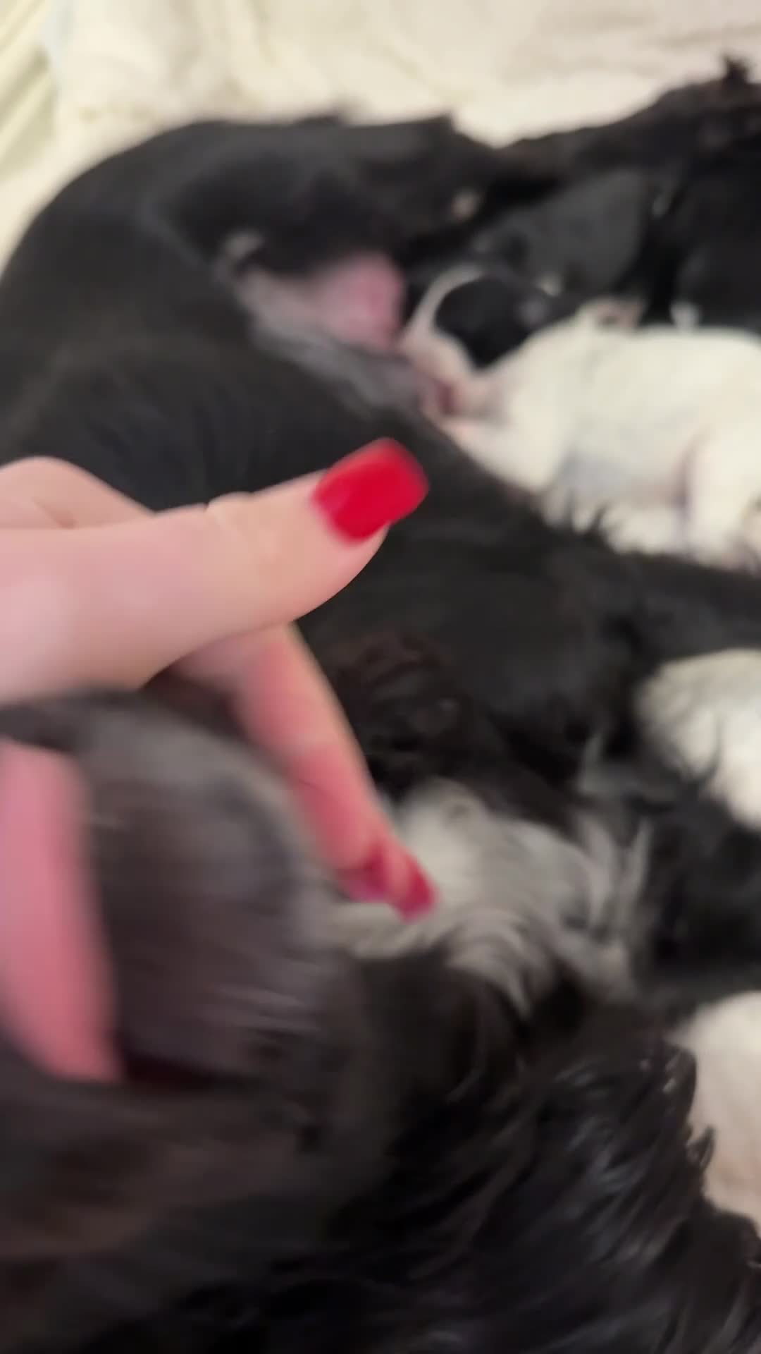 Mixed Breed dogs for sale: Dalmatian X Cocker spaniel - Video 1