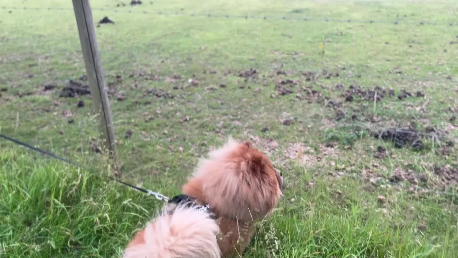 Chow Chow dogs for sale: Teddy - Chow Chow  - Video 3