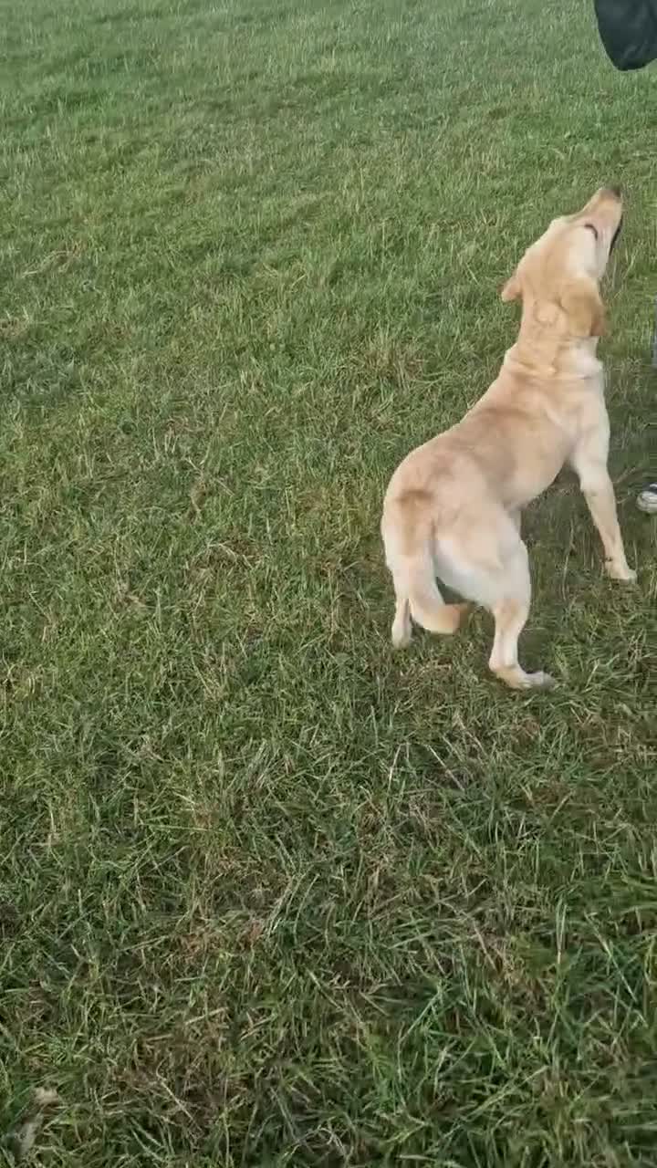 Labrador Retriever dogs for sale: Gun dog bitch - Video 2