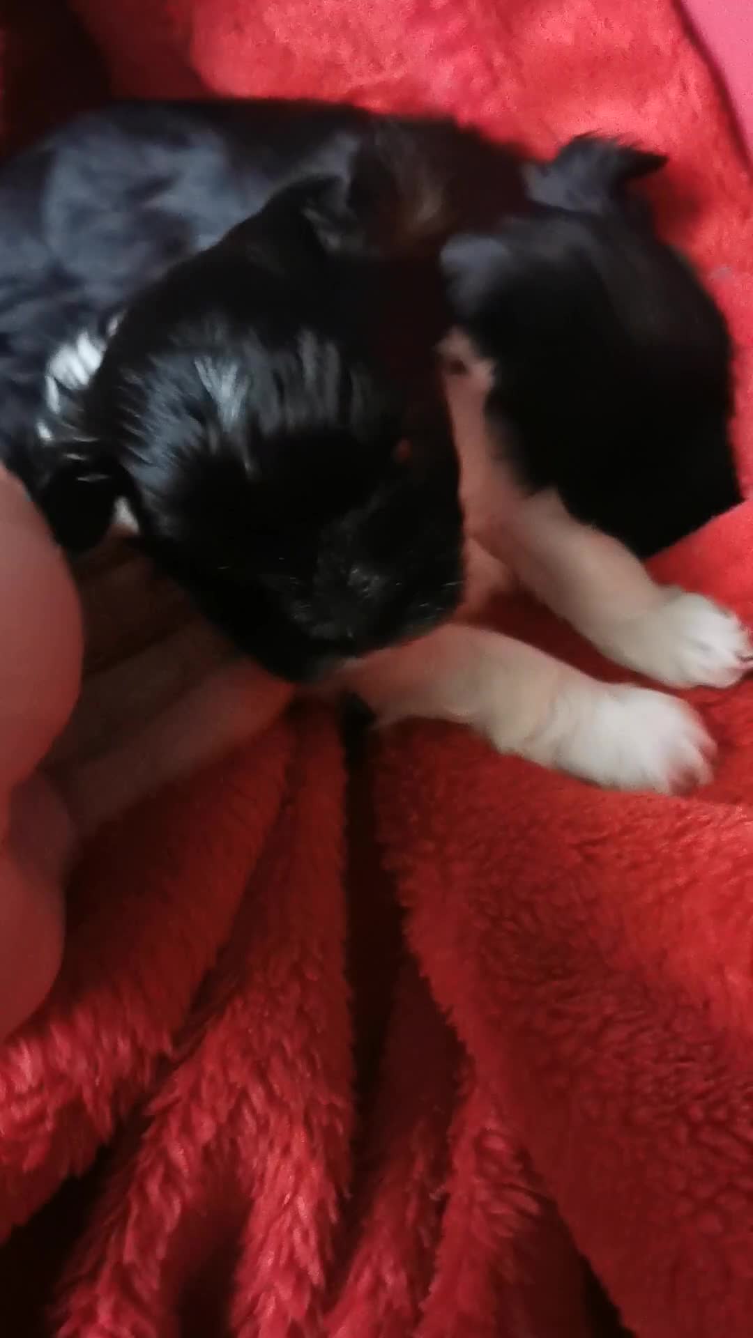 Yorkshire Terrier dogs for sale: 2 Little girl's, Yorkshire Terrier. - Video 3