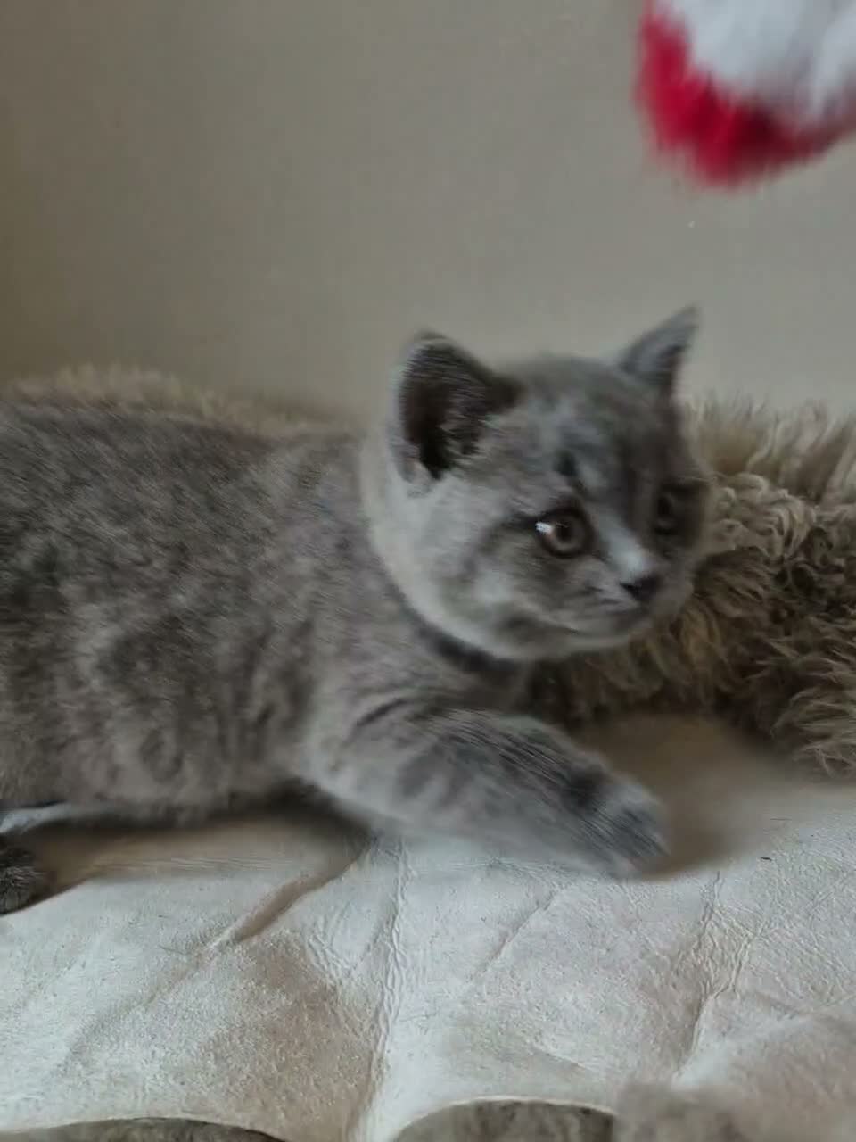 British Shorthair cats for sale: Lovely GCCF British Shorthair Kittens  - Video 2