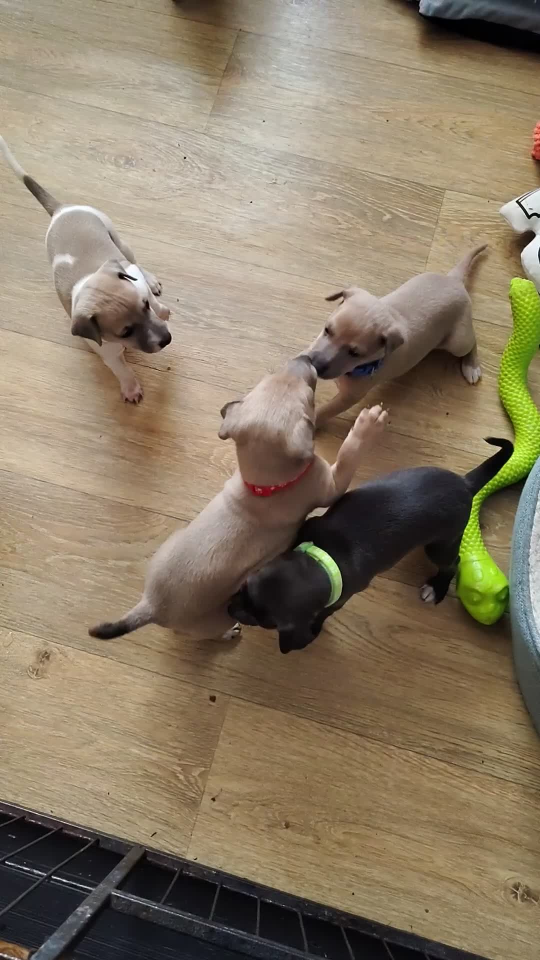Italian Greyhound dogs for sale: 3/4 Italian Greyhound & 1/4 Whippet Puppies - Video 4