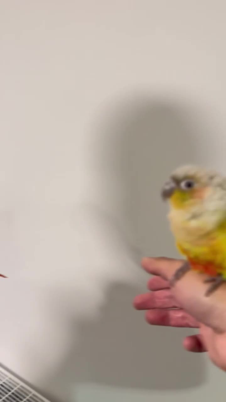 Budgerigars birds for sale: Two Baby handreared super tame conures  EACH - Video 1