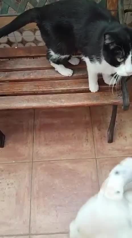 Mixed Breed dogs for adoption: KENYA: Loves Everyone and Everything! - Video 2