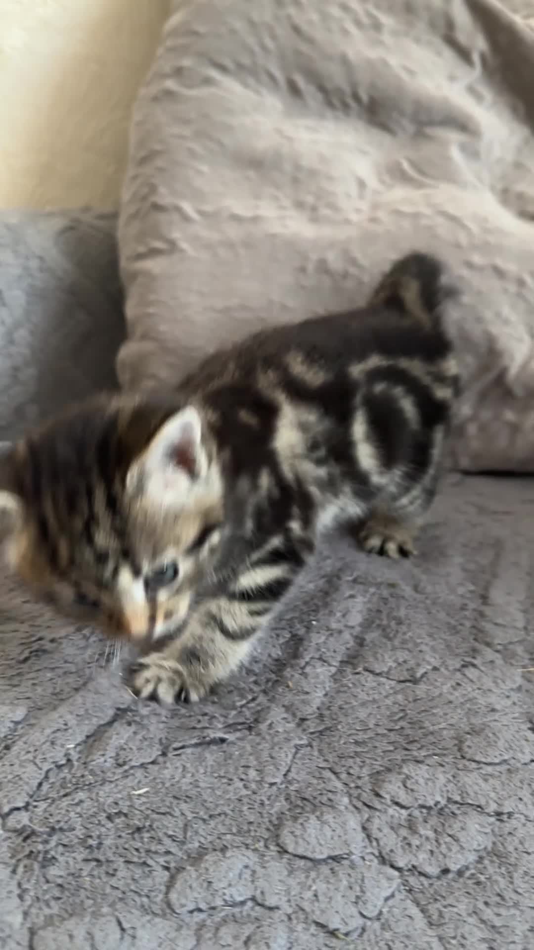 Mixed Breed cats for sale: THREE ADORABLE KITTENS, London in London - Video 3