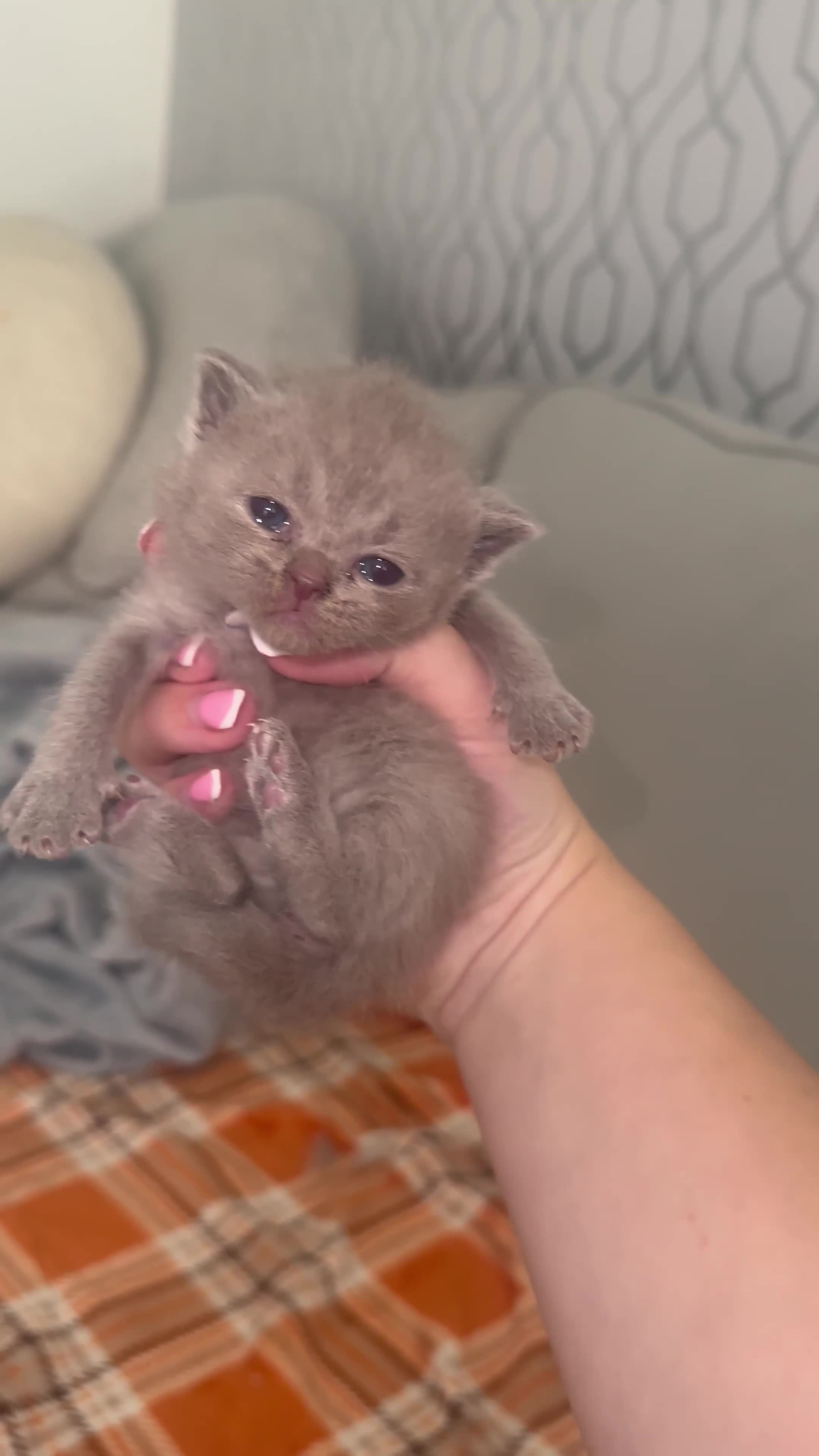 British Shorthair cats for sale: Stunning British Short Hair Kittens - Video 5