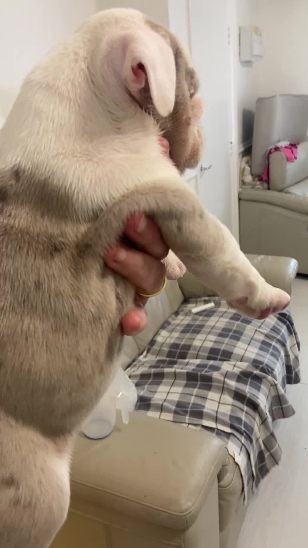 English Bulldog dogs for sale: The most beautiful bulldogs in manny - Video 1