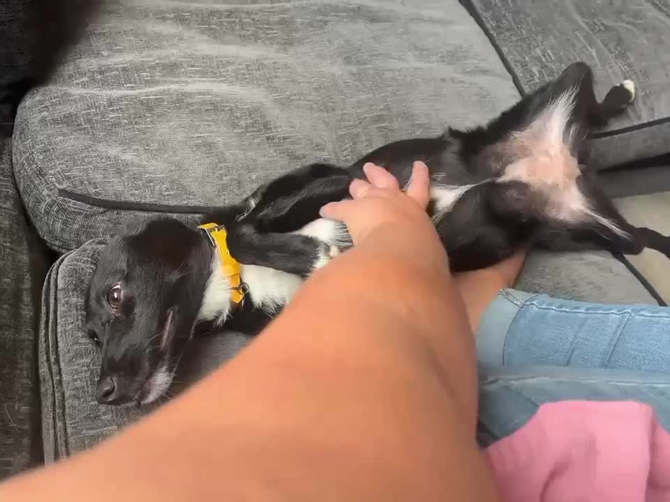 Mixed Breed dogs for adoption: 🍪Cookie🍪 for adoption, fostered in GLOUS - Video 1