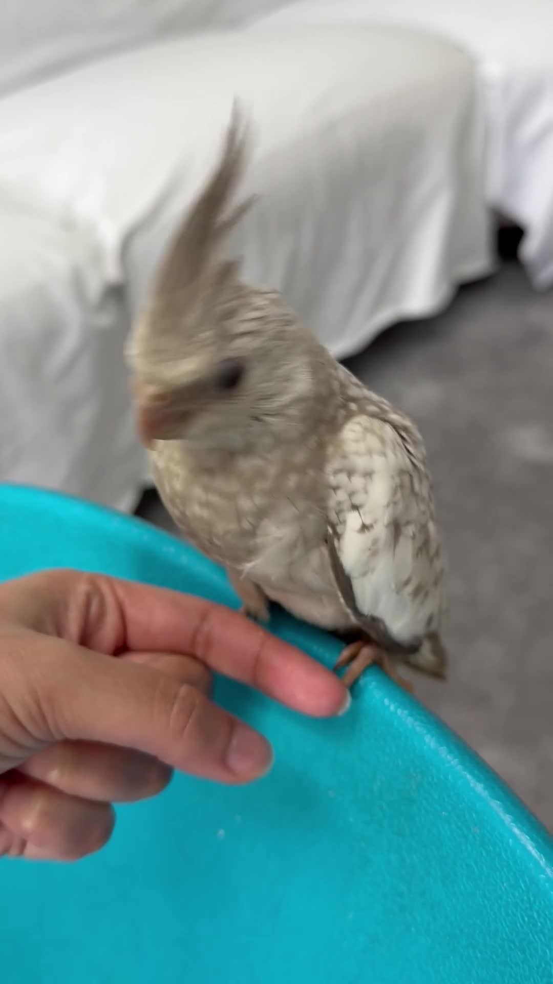 Cockatiels birds for sale: 6 baby cockatiels  - Video 1