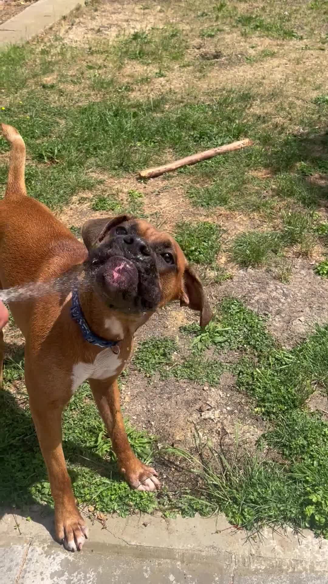 Boxer dogs for sale: Boxer puppy - 10 months old - Video 1