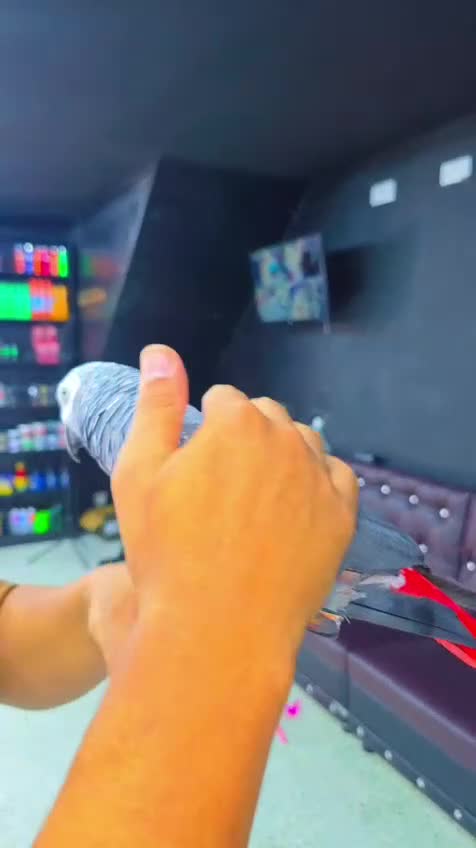 Parrots birds for sale: Afrecan grey - Video 1