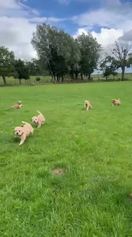 Cockapoo dogs for sale: Delightful cockapoo pups - Video 2