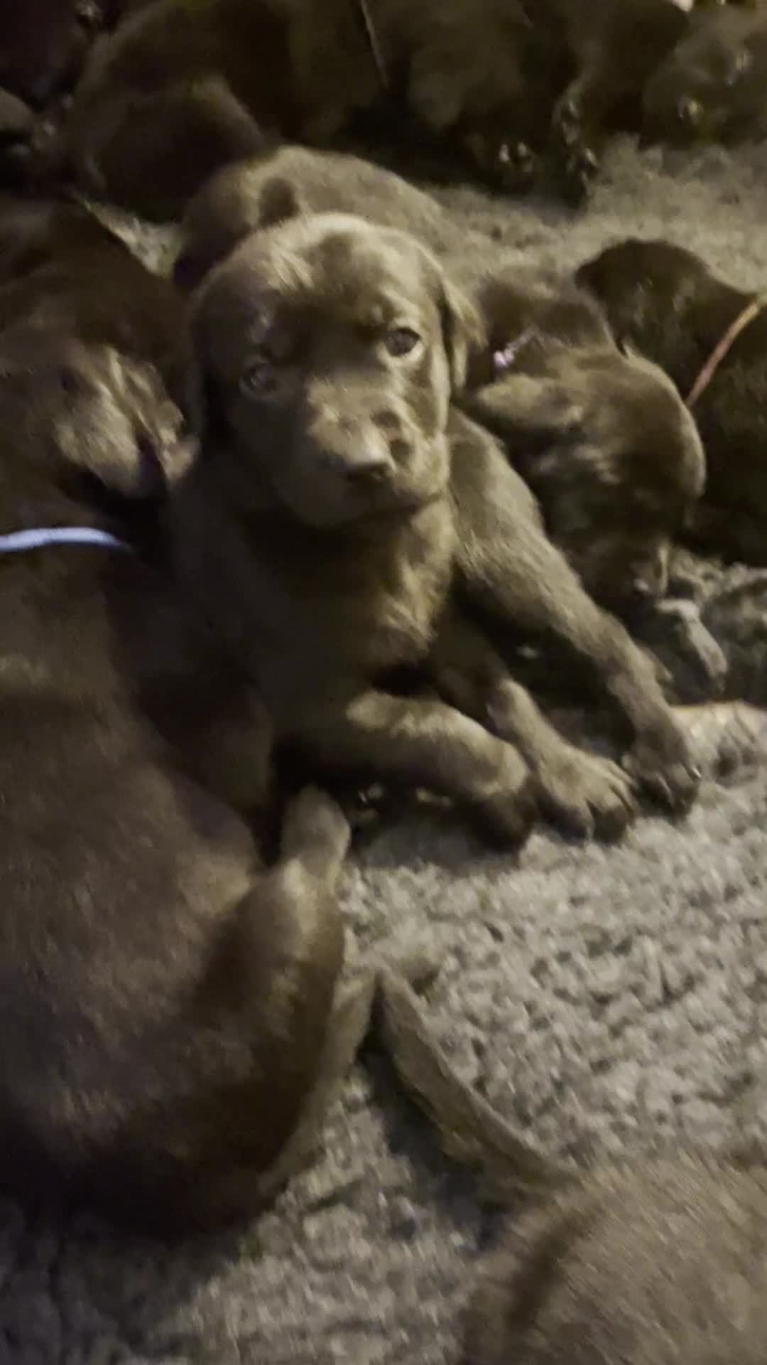 Labrador Retriever dogs for sale:  🐾Gorgeous BLack Labrador Puppies 🐾 - Video 1