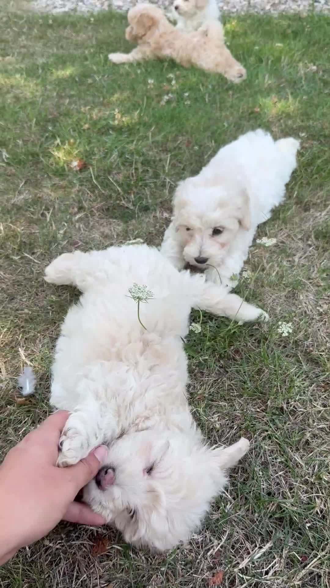 Maltipoo dogs for sale: 🌟 READY NOW 🌟 F1 Maltipoos  - Video 3
