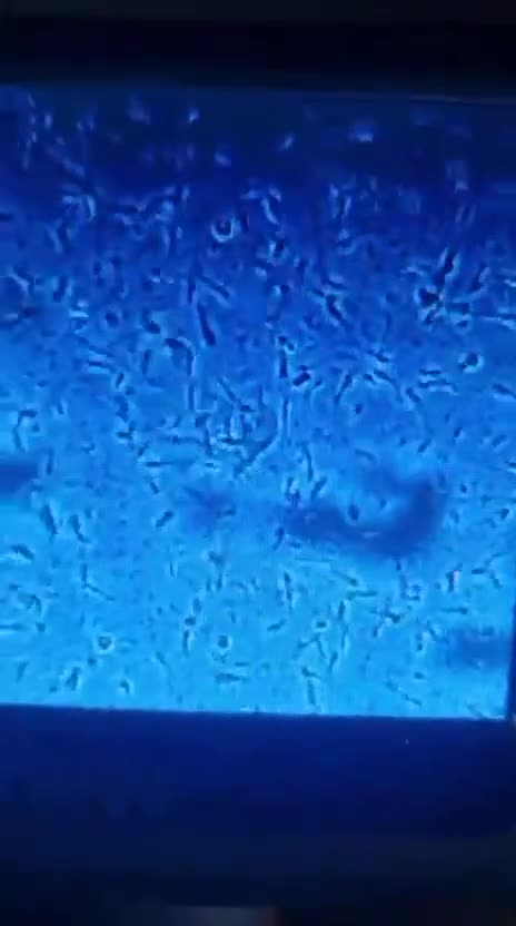 Rottweiler dogs for stud: Top quality health tested kc male German X serbian - Video 3