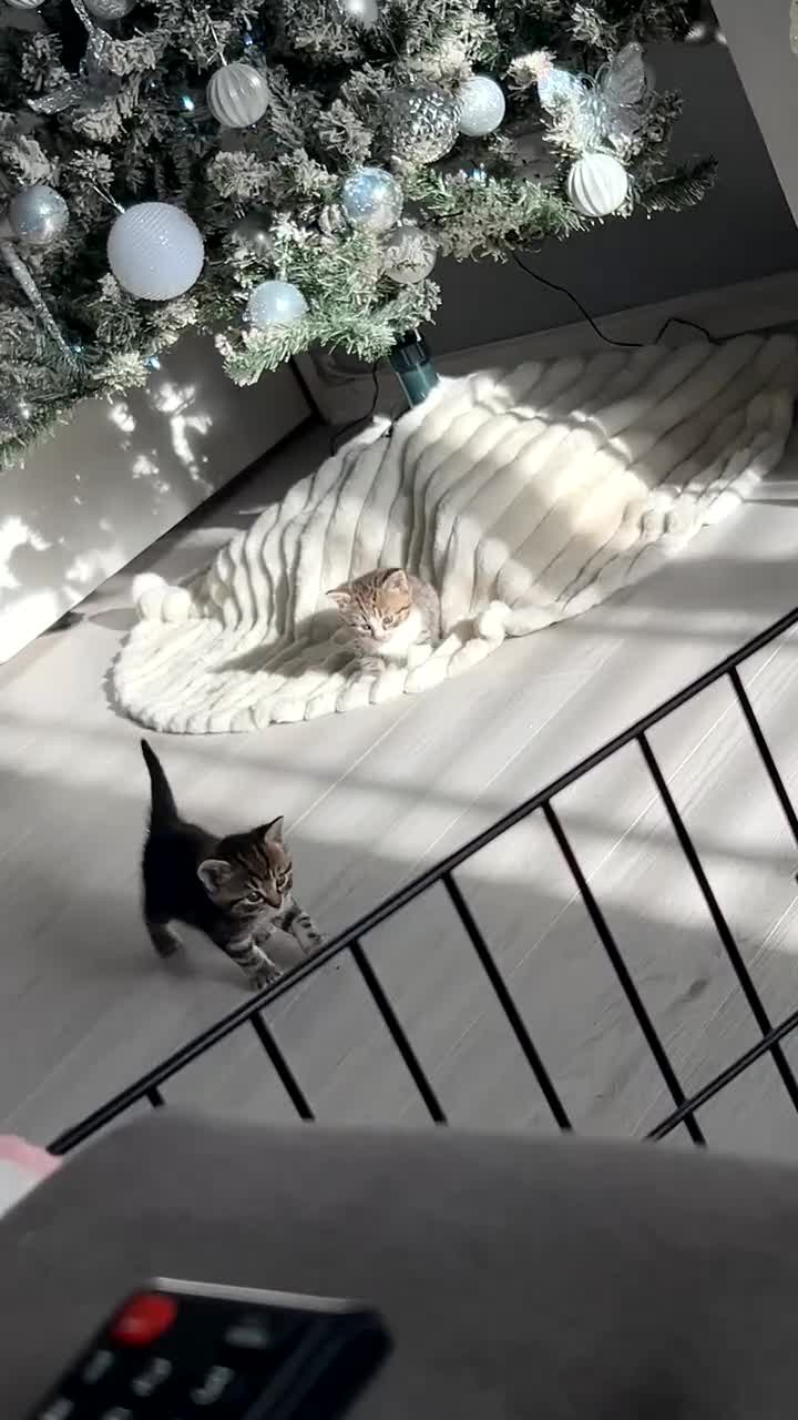 Mixed Breed cats for sale: 4 gorgeous kittens ready for amazing homes  - Video 1