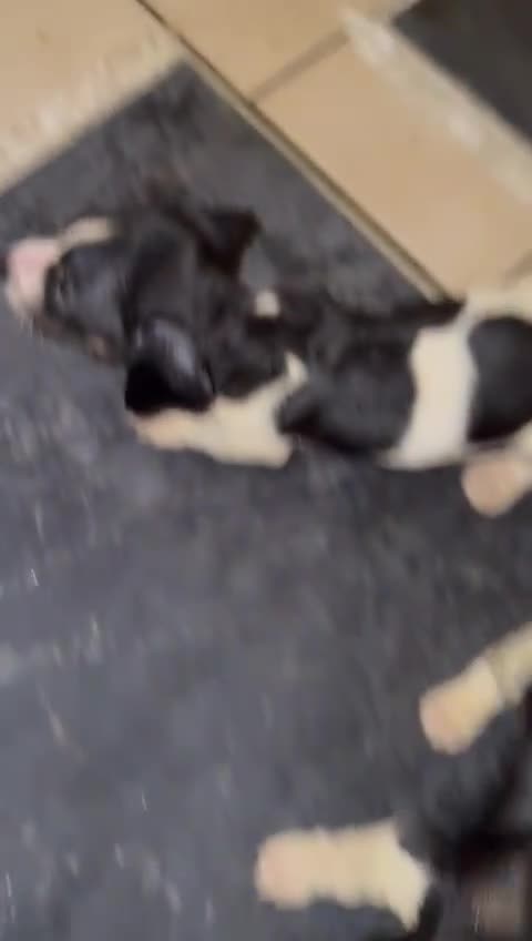 Mixed Breed dogs for sale: Adorable Dachshund x Jack Russell pups - Video 1