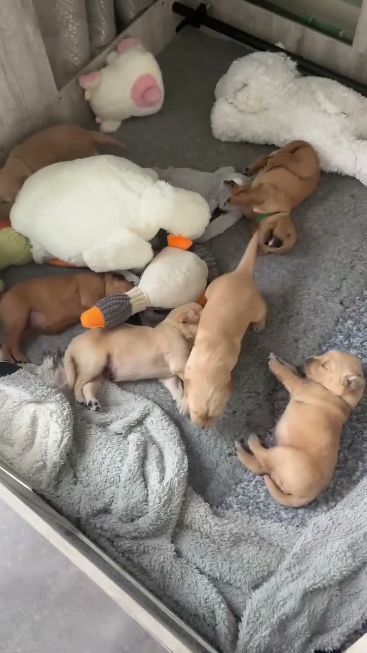 Golden Retriever dogs for sale: 🐾 Gorgeous pedigree Golden Retriever Puppies - Video 2