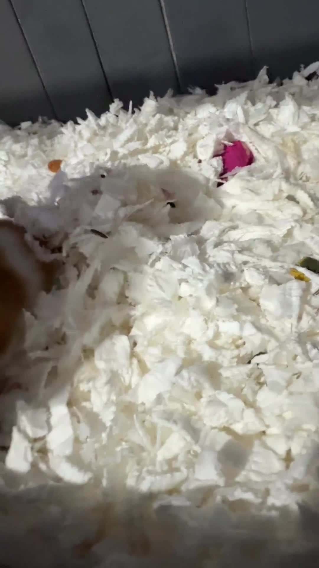 Hamster rodents for sale: 2 female hamsters for sale  - Video 2
