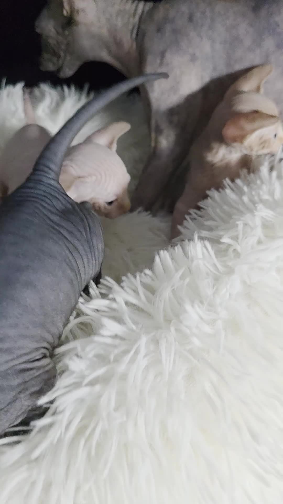 Sphynx cats for sale: Beautiful Canadian Sphynx Kittens Available 💎 - Video 2