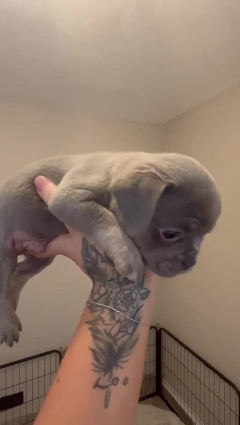 French Bulldog dogs for sale: French Bulldogs merle x fluffy puppies - Video 1