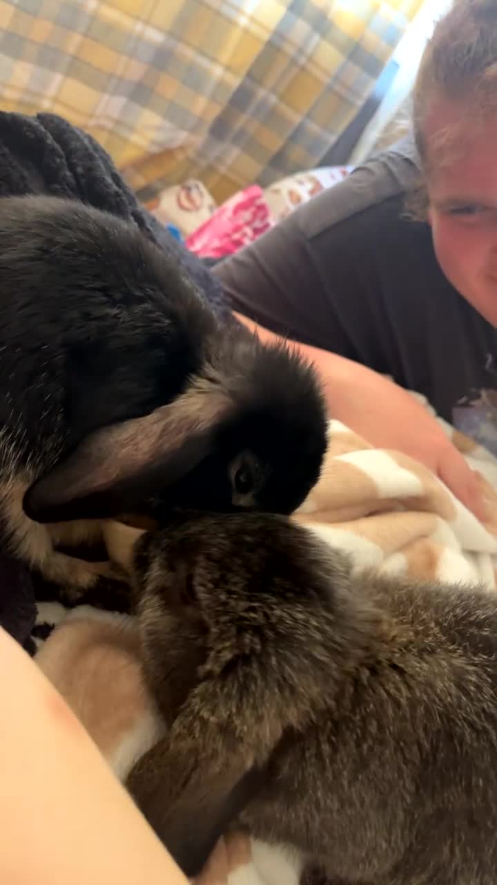 Mini Lop rabbits for sale: Mj and flop 💙 - Video 2