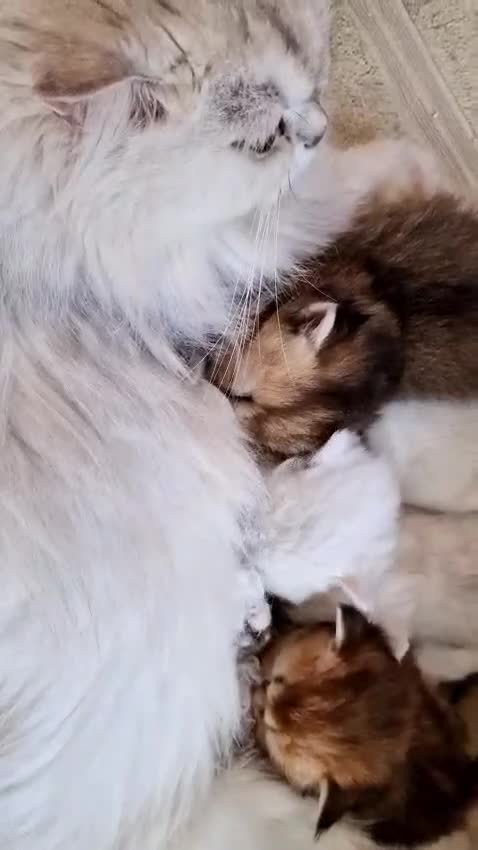 British Longhair cats for sale: ❤ Pedigree Kittens ❤ Gold Silver ❤ Healthy ❤ - Video 3