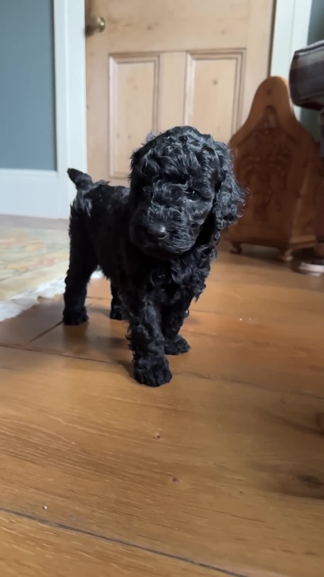 Australian Labradoodle dogs for sale: Two Australian Labradoodle puppies - Video 3