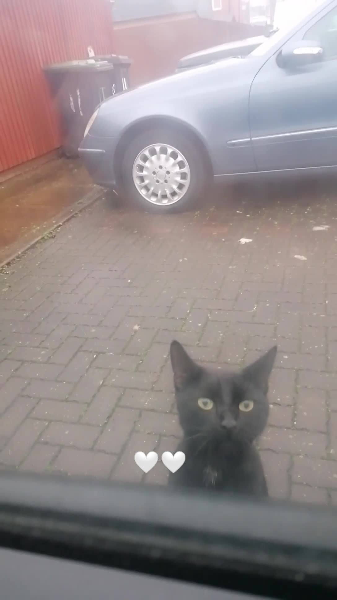 British Shorthair cats for sale: Black cat - Video 1