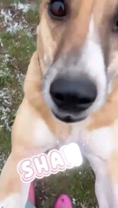 Mixed Breed dogs for adoption: 🧡 Shandy, a real sweetheart 🧡 in Kidderminster - Video 1