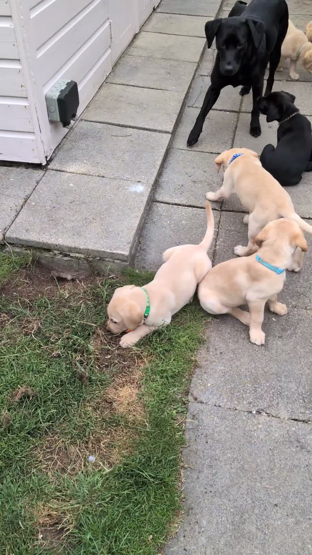 Labrador Retriever dogs for sale: Seven Week old Labrador Pups in Aberdeen - Video 1