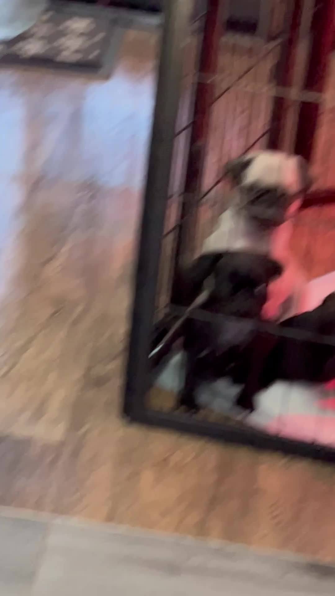 Pug dogs for sale: Perfect pocket pugs - Video 1