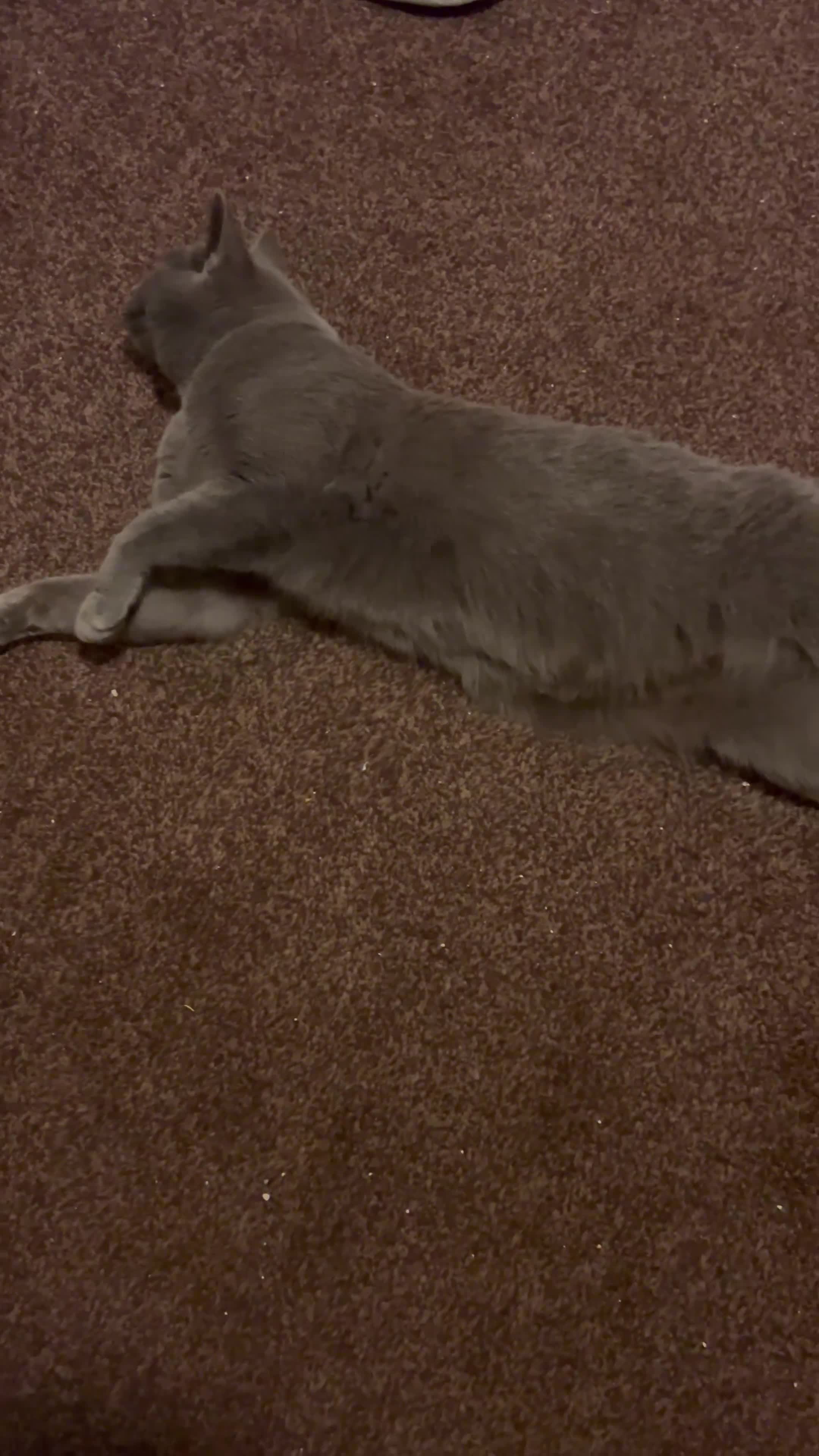 British Shorthair cats for sale: British Shorthair Female Cat Queen. - Video 1