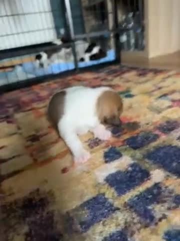 Jack Russell dogs for sale: Jack Russell  - Video 4